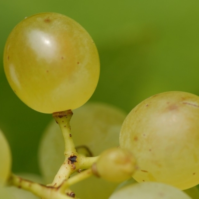 Mueller-Thurgau Beeren nah u